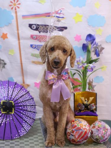 20240511ぶるくん